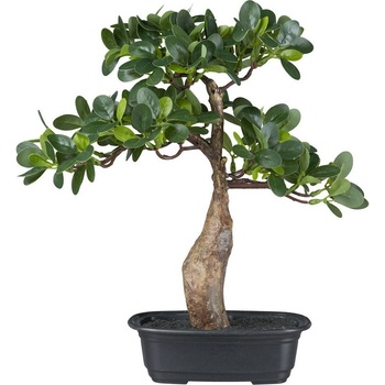 Bonsai ficus, 35cm