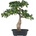 Bonsai ficus, 35cm