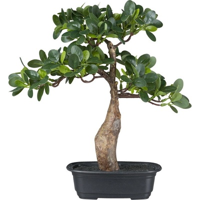 Bonsai ficus, 35cm