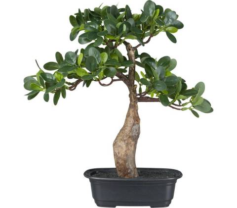 Bonsai ficus, 35cm