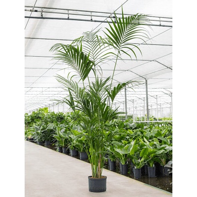 Kentia (howea) forsteriana Tuft 28/19 výška 240 cm