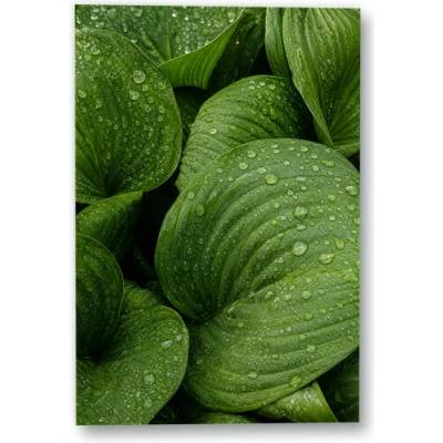 Plakát – Zelené listy s kapkami vody 90 × 135 cm Bez rámu Ne Bez rámu
