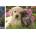 Norimpex - Puzzle Diamond Painting A dog with a cat 30x40cm - 1 - 39 piese