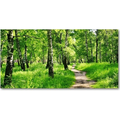 Foto obraz fotografie na skle Břízová les 100x50 cm
