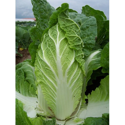 Pekingská Kapusta Hilton - Brassica Pekinensis - Semená - 100 ks