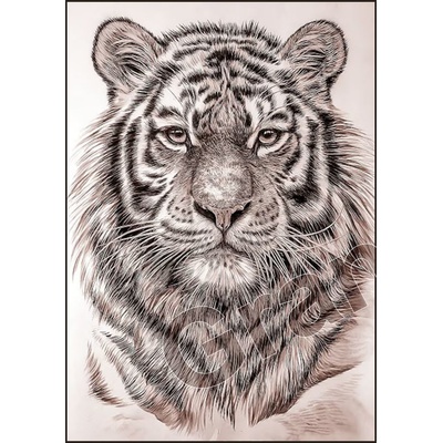 Obraz na plátno - TIGER - c
