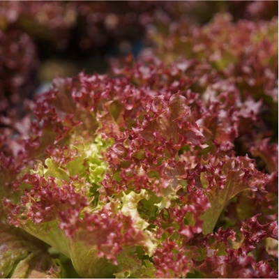Šalát listový kučeravý Lollo Rossa - Lactuca sativa - semená šalátu - 400 ks