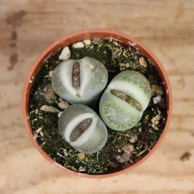 Lithops geyeri živé kameny baby