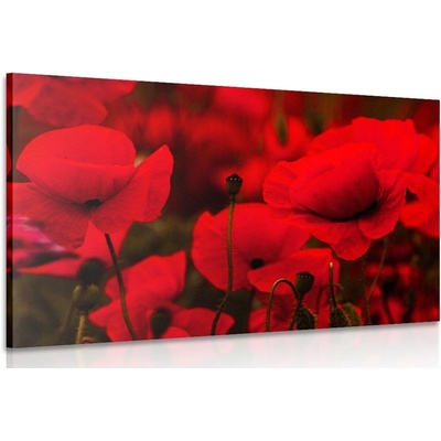 Obraz pole divokých máků - 120x80