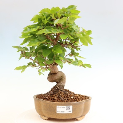 e-bonsai Venkovní bonsai -Carpinus coreana - Habr korejský