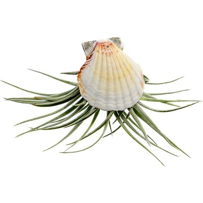 Gardners Mušle s Tillandsií Kathy Tillandsie, kykatka