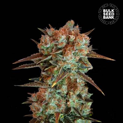 Bulk Seed Bank Caramel King semena neobsahují THC 10 ks