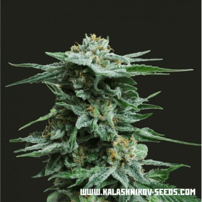 Kalashnikov Seeds AK Kush semena neobsahují THC 3 ks