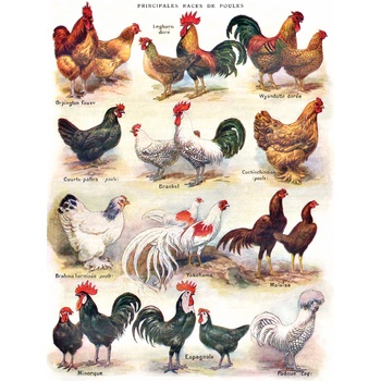 New York Puzzle Company - Puzzle Chickens - Poultry - 500 piese