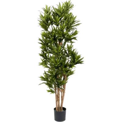 Umelá rastlina Dracaena reflexa branched 150 cm