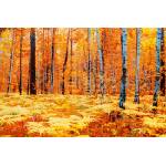DIMEX ART Флизелинов фототапет жълта есенна гора 375 x 250 см