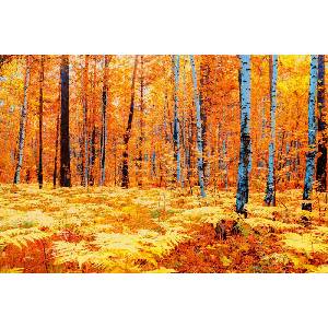 DIMEX ART Флизелинов фототапет жълта есенна гора 375 x 250 см