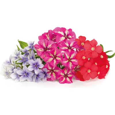 Veritable semenná náplň Lingot phlox