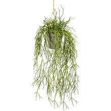 Rhipsalis na zavesenie, 60cm