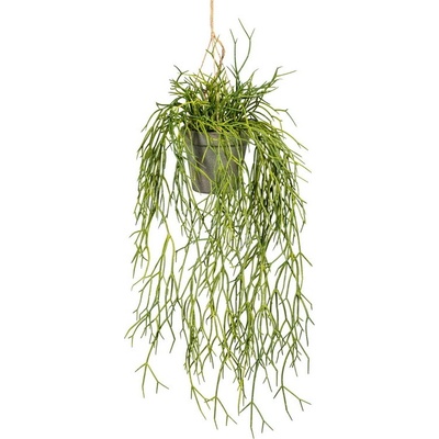 Rhipsalis na zavesenie, 60cm