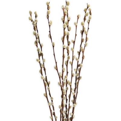 Kočičky větev 8ks/110-120cm
