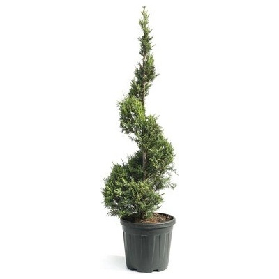 Cyprusovec leylandský žltý špirála FloraSelf Cupressocyparis leylandii 'Castlewellan Gold' výška cca 125 cm kvetináč 18 l