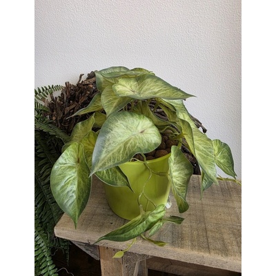 Imitace pokojová rostlina syngonium
