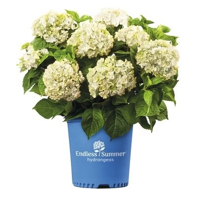 Hortenzie velkolistá Endless Summer® Hydrangea macrophylla 'The Bride' 20-35 cm květináč 5 l bílá