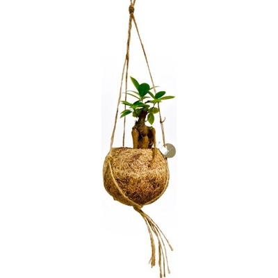 Gardners Ficus microcarpa Ginseng (S) Fíkovník drobnolistý