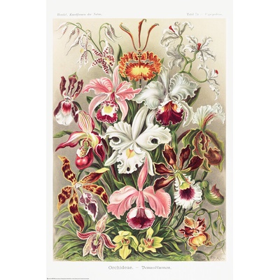 Plagát, Obraz - Orchideen, Ernst Haeckel, 61 × 91.5 cm