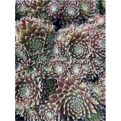 Sempervivum ISABELLA - netřesk – Hledejceny.cz