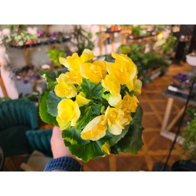 PlantBros flower Kvitnúca begónia Farba: Žltá