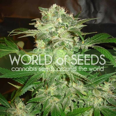 World of Seeds Mazar Kush semienka neobsahujú THC 12 ks