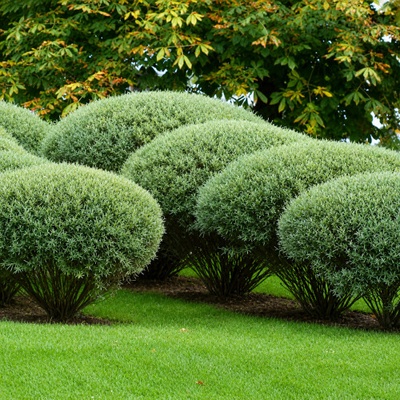 Vŕba purpurová (Salix purpurea) ´NANA´ - výška-20-30 cm, kont. C2L
