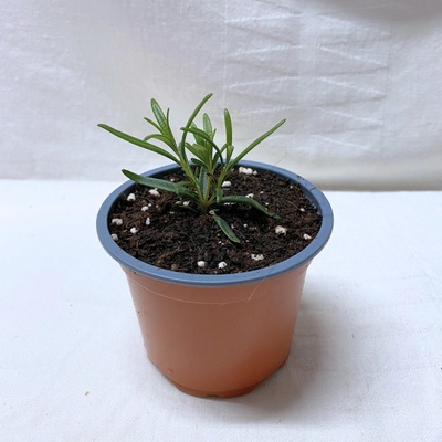 Rozmarýn lékařský v květináči o průměru 9 cm, 1 ks