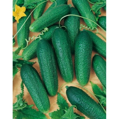 Uhorka nakladačka Othello F1