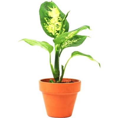 Gardners Dieffenbachia Camilla, průměr 6 cm Difenbachie, mramornatka