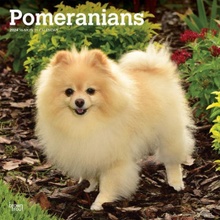 Pomeranians Square 2024