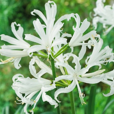 Nerine bílá Nerine alba hlízy nerine 1 ks