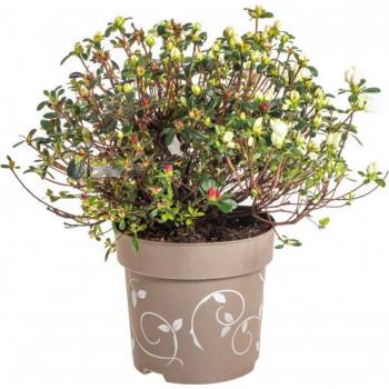 thuja gardens Thuja Green Giant Tree - 1-2 ft / 10-Trees