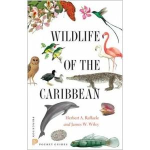 Wildlife of the Caribbean | Herbert A Raffaele (ISBN: 9780691153827)