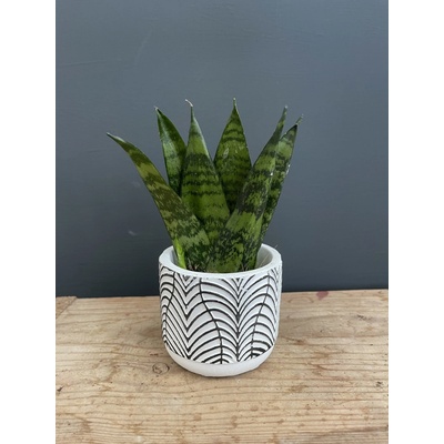 Sansevieria Svokrine jazyky Zeylanica Fan baby