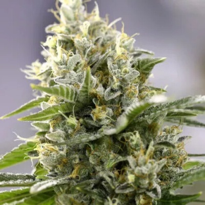 PowerStrains Banana Punch semenana neobsahují THC 1 ks
