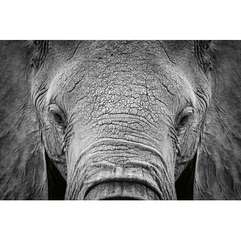 DIMEX ART s. r. o Флизелинов фототапет африкански слон 375 x 250 см