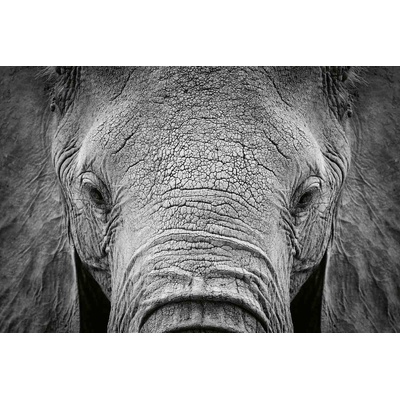 DIMEX ART Флизелинов фототапет африкански слон 375 x 250 см