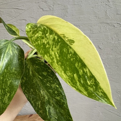 Philodendron Jose Buono baby