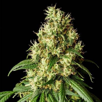 Kannabia Seeds Mimosa Dream semena neobsahují THC 25 ks