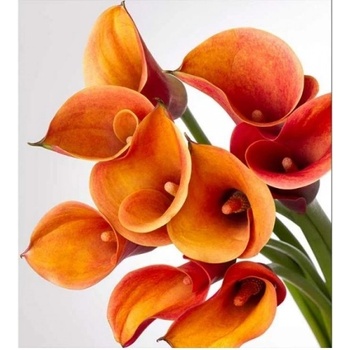 DIMEX ART s. r. o Флизелинов фототапет кала 225 x 250 см