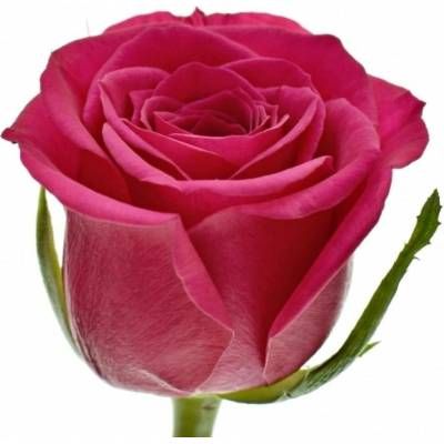 Růžová růže FUCHSIANA 70cm (M)