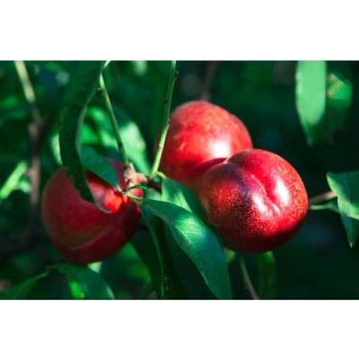 Nektárinka (Prunus nucipersica) ´HARCO´ - stredne skorá, výška 120-150 cm, voľnokorenná